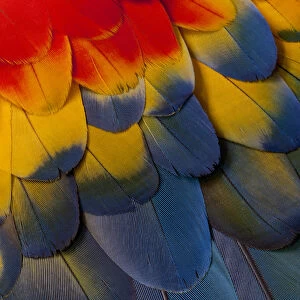 Scarlet Macaw wing covert feathers