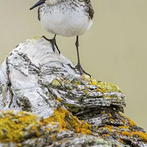 Sandpipers Collection: Semipalmated Sandpiper