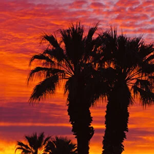 Silhouetted palms against clouds at sunrise, Anza-Borrego Desert State Park, California