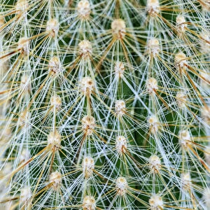 Silver Torch Cactus. Cleistocactus strausii