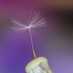 Single dandelion seed, Kentucky