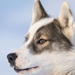 Sled dog during winter in Uummannaq in Greenland. Dog teams are still draft animals for