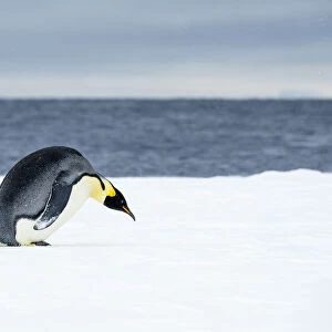 Snow Hill Island, Antarctic. Emperor Penguin about to toboggan