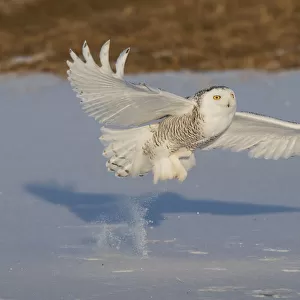 Snowy Owl catching meal