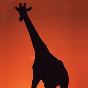 South Africa, Kruger NP. Giraffe (Giraffa camelopardalis) silhouetted at Sunset
