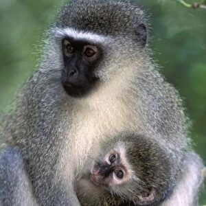 South Africa, Tsitsikamma Nat l Park, Vervet Monkey (Cercopithecus aethiops)