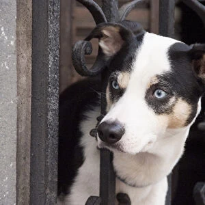 South America, Argentina, Buenos Aires, quarter San Telmo, dog on a balcony