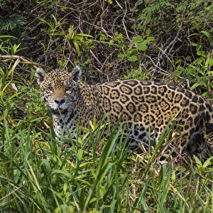 South America. Brazil. A jaguar (Panthera onca), an apex predator, walks along the