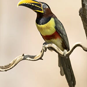 South America, Brazil, The Pantanal, chestnut-eared aracari, Pteroglossus castanotis
