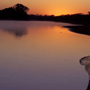 South America, Brazil, Pantanal Capybara (Hydrochoerus hydroaeris) sitting in river at sunrise