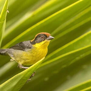 South America, Equador, Nono. Rufous-naped bush-finch