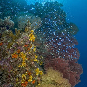 South Pacific, Solomon Islands. Schooling baitfish and coral
