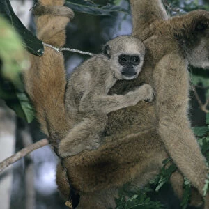 Southeast Brazil, Northern Woolly Spider Monkey, (Brachyteles a. hypoxanthus), Muriqui