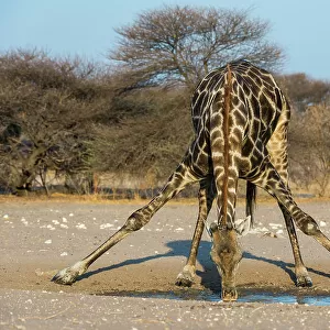 A southern giraffe, Giraffa camelopardalis, drinking. Kalahari, Botswana
