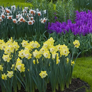 Spring flowerbeds with daffodils and hyacinth
