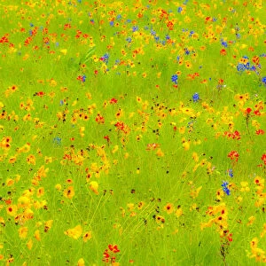 Springtime near Independence and Highway 390 on field of wildflowers
