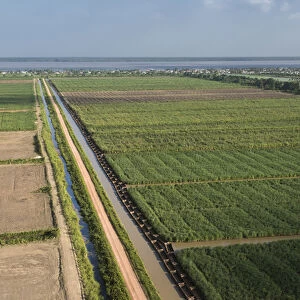 Sugar Cane production East Coastal area GUYANA South America