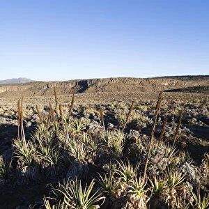 Sunrise near Keyrensa at the Escarpment of the Sanetti Plateau with withered stands
