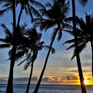 Sunset and silhouetted palm trees, Kihei, Maui, Hawaii