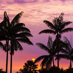 Sunset through silhouetted palm trees, Kona Coast, The Big Island, Hawaii, USA