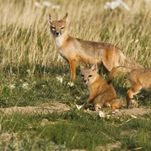 Swift Fox (Vulpes velox) female with young at den on the Pawnee National Grasslands