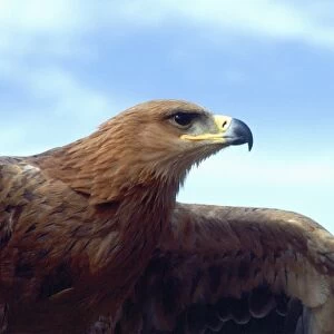 Tawny Eagle, Aquilla rapax, Native to Africa (Movie Animal)
