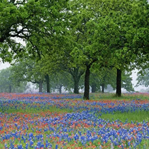 Texas, Texas Hill Country, Texas Paintbrush and Bluebonnets beneath oak trees