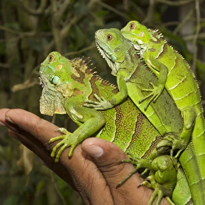 Tourist with juvenile green iguanas (Iguana iguana), Green Iguana Exhibit, San Ignacio