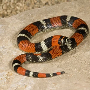 Hognose Snake Jigsaw Puzzle Collection: Tri-Color Hognose Snake
