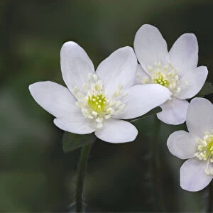 Trio of wood anemone flowers, The Parklands, Louisville, Kentucky