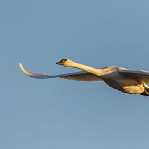 Trumpeter Swan (Cygnus buccinator) in flight Riverlands Migratory Bird Sanctuary St