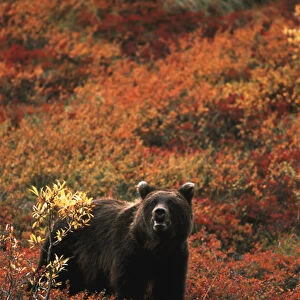 USA, Alaska, Denali National Park And Preserve, Grizzly bear standing in autumn landscape