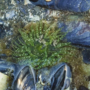 USA, Alaska. A green moon glow anemone and blue mussels in a tidepool