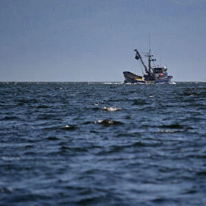 USA, Alaska, Southeast north of Ketchikan, seine fishing boat