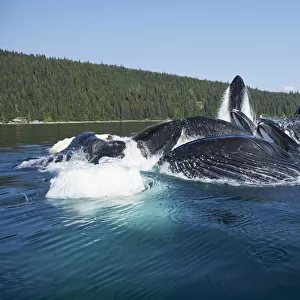 USA, Alaska, Tongass National Forest, Close-up of Humpback Whale (Megaptera novaengliae)