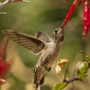 USA, Arizona, Arizona-Sonora Desert Museum. Female Annas hummingbird feeding