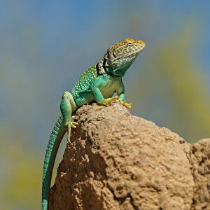 Lizards Mounted Print Collection: Collared Lizard