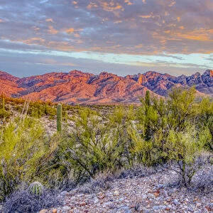 USA, Arizona, Catalina. Panoramic of sunset on desert and Catalina Mountains