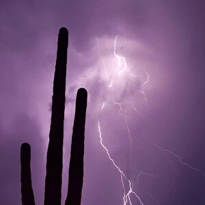 USA, Arizona. Composite of saguaro cactus and lightning