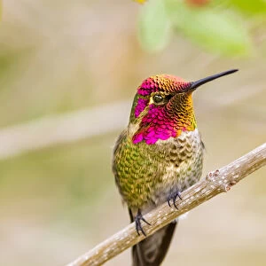 USA, Arizona, Lake Havasu City. Male Annas hummingbird displaying. Credit as