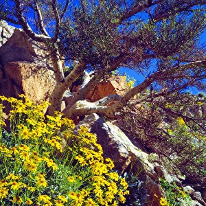 USA; California; Brittlebush and Elephant Tree in Anza Borrego Desert State Park