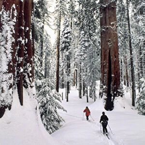 USA, California, Cross Country Skiing, Winter, Sequoia and Kings Canyon National Park