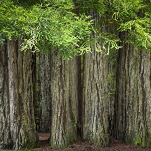 USA, California, Jedediah Smith Redwoods State Park. Redwood trees scenic. Credit as