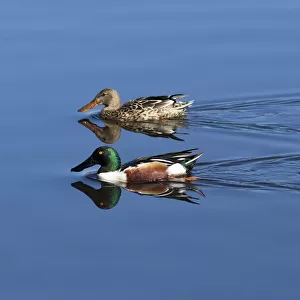 USA, California. Mated pair of ring-necked ducks swimming