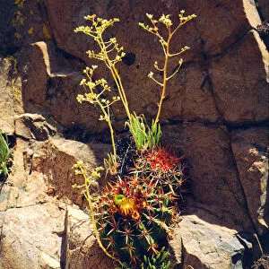 USA, California, San Diego. AWildflowers in Mission Trails Regional Park. Rare Barrel Cactus