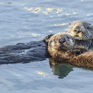 USA, California, San Luis Obispo. Sea otter waving