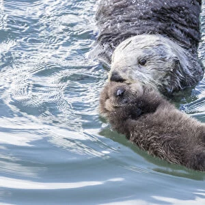 USA, California, San Luis Obispo County. Sea otter mother and pup