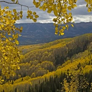 USA, Colorado, Gunnison National Forest. Fall color below Ohio Pass
