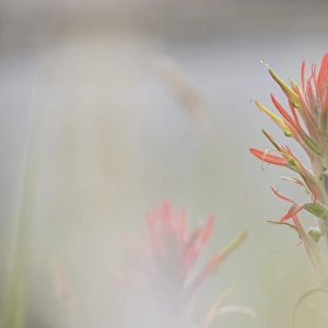 USA, Colorado, Pike National Forest. Indian paintbrush flower in foggy meadow. Credit as