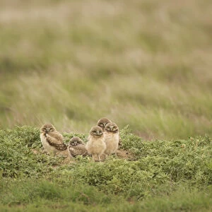 USA, Colorado, Pike National Forest. Burrowing owl babies at sunrise